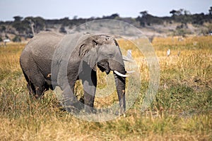 African elephant, Loxodonta a.africana, in Boteti river, Makgadikgadi National Park, Botswana