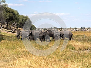 African elephant, Loxodonta a.africana, in Boteti river, Makgadikgadi National Park, Botswana