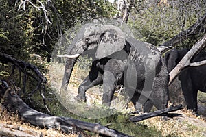 African elephant, Loxodonta a.africana, in Boteti river, Makgadikgadi National Park, Botswana