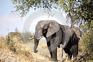 African elephant, Loxodonta a.africana, in Boteti river, Makgadikgadi National Park, Botswana