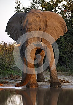 African Elephant (Loxodonta africana) - Botswana photo