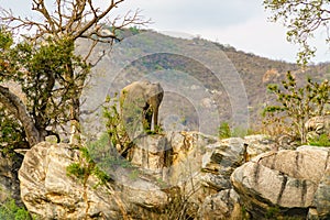 African Elephant (Loxodonta africana) bull at top of rocky hill, taken in Kruger Park, South Africa