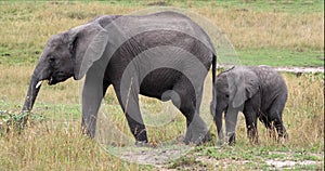 African Elephant, loxodonta africana, Calves, Masai Mara Park in Kenya,