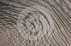 AFRICAN ELEPHANT loxodonta africana, CLOSE-UP OF SKIN, KENYA