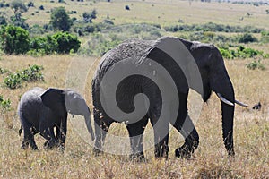 African elephant, Loxodonta africana, cow with young calf, Massai Mara Park, Kenya, Africa.