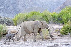 African elephant and calf passing by