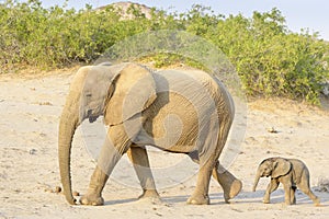 African Elephant , desert-adapted, elephant mother with calf, photo