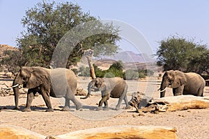 African Elephant desert-adapted elephant mother with calf, walking in dried riverbed, Hoanib desert,