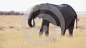 African elephant Loxodonta africana is drinking water at a waterhole in the Etosha National Park, Namibia, Africa