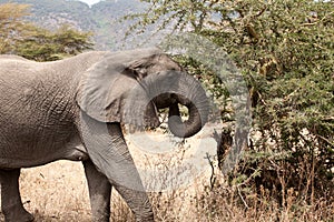 African Elephant Loxodonta africana eating in bushes