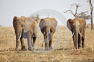 African elephant (Loxodonta africana) photo