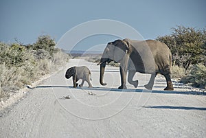 African Elephant, Loxodonta africana, Etosha National Park