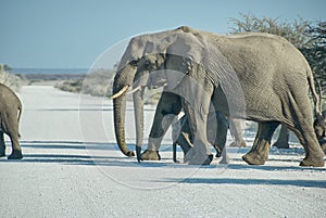 African Elephant, Loxodonta africana, Etosha National Park