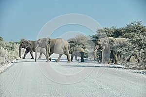 African Elephant, Loxodonta africana, Etosha National Park