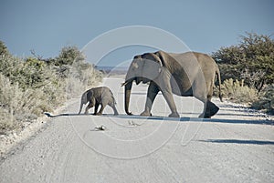African Elephant, Loxodonta africana, Etosha National Park