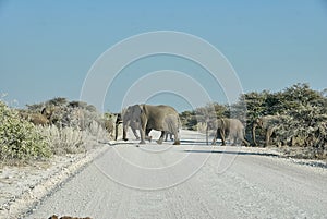 African Elephant, Loxodonta africana, Etosha National Park family crossing a gravel road