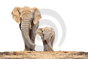 African elephant - Loxodonta africana family.