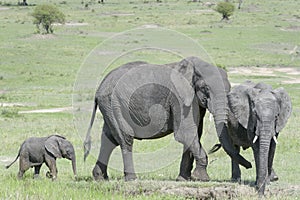African Elephant (Loxodonta africana) family