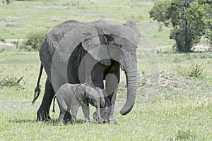 African Elephant (Loxodonta africana) family
