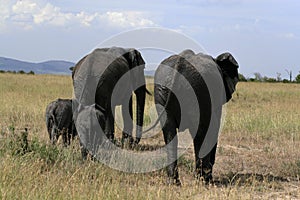 African elephant, Loxodonta africana, family grazing in savannah in sunny day. Massai Mara Park, Kenya, Africa.