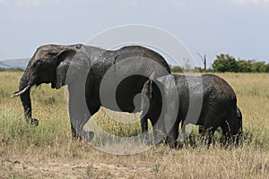 African elephant, Loxodonta africana, family grazing in savannah in sunny day. Massai Mara Park, Kenya, Africa.