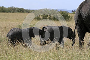 African elephant, Loxodonta africana, family grazing in savannah in sunny day. Massai Mara Park, Kenya, Africa.