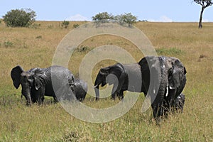 African elephant, Loxodonta africana, family take mud baths in sunny day. Massai Mara Park, Kenya, Africa.