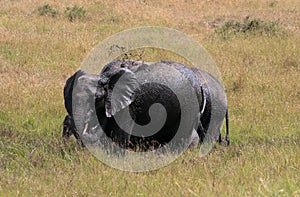 African elephant, Loxodonta africana, family take mud baths in sunny day. Massai Mara Park, Kenya, Africa.