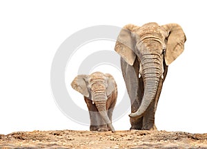 African elephant - Loxodonta africana family. photo