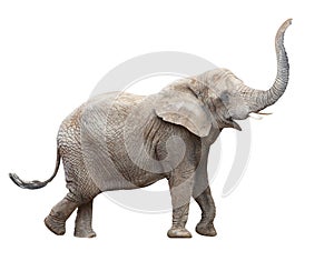 African elephant - Loxodonta africana. photo