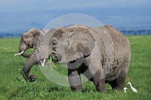 African Elephant, loxodonta africana, Female eating Grass, Masai Mara park in Kenya