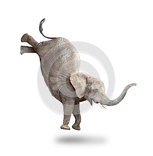 African elephant - Loxodonta africana. photo