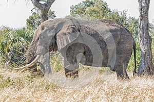 African elephant, Loxodonta africana, grazing photo