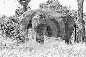 African elephant, Loxodonta africana, grazing. Monochrome photo