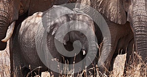 African Elephant, loxodonta africana, Group in the Bush, Tsavo Park in Kenya, Real Time