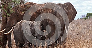 African Elephant, loxodonta africana, Group in the Bush, Tsavo Park in Kenya, Real Time