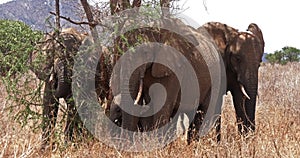 African elephant, loxodonta africana, group in the bush, Tsavo Park in Kenya, Real Time