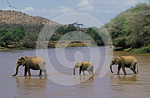 African Elephant, loxodonta africana, Group crossing River, Samburu park in Kenya