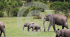 African Elephant, loxodonta africana, Group walking through the Bush, Masai Mara Park in Kenya,