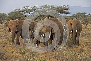 African Elephant, loxodonta africana, Group walking through Savanna, Masai Mara Park in Kenya