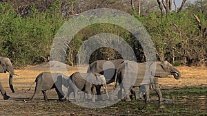 African Elephant, loxodonta africana, Group walking to Khwai River, Moremi Reserve, Okavango Delta in Botswana,