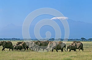 AFRICAN ELEPHANT loxodonta africana, HERD NEAR THE KILIMANDJARO MOUNTAIN, TANZANIA