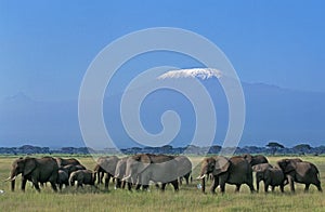 African Elephant, loxodonta africana, Herd near Kilimandjaro Mountain, Tanzania