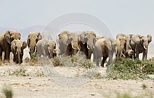 African Elephant, loxodonta africana, Herd walking, Amboseli Park in Kenya