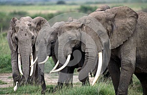 African Elephant, loxodonta africana, Herd walking through Savannah, Kenya