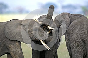 African Elephant, loxodonta africana, Immatures playfighting, close-up of heads, Kenya