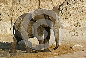 African Elephant (Loxodonta africana) Makgadigadi pans, Botswana