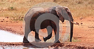 African Elephant, loxodonta africana, Male standing at the Water Hole, Tsavo Park in Kenya, Real Time