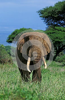 African Elephant, loxodonta africana, Masai Mara Park in Kenya