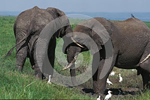 African Elephant, loxodonta africana, Masai Mara Park in Kenya